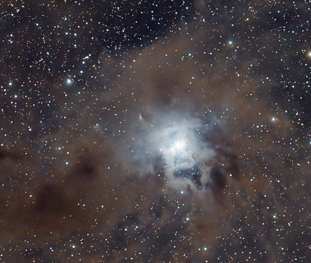 Le cœur de l'Iris (NGC 7023) : la fleur bleue de réflexion autour de l'amas OCL 235, découpée par de sombres poussières.