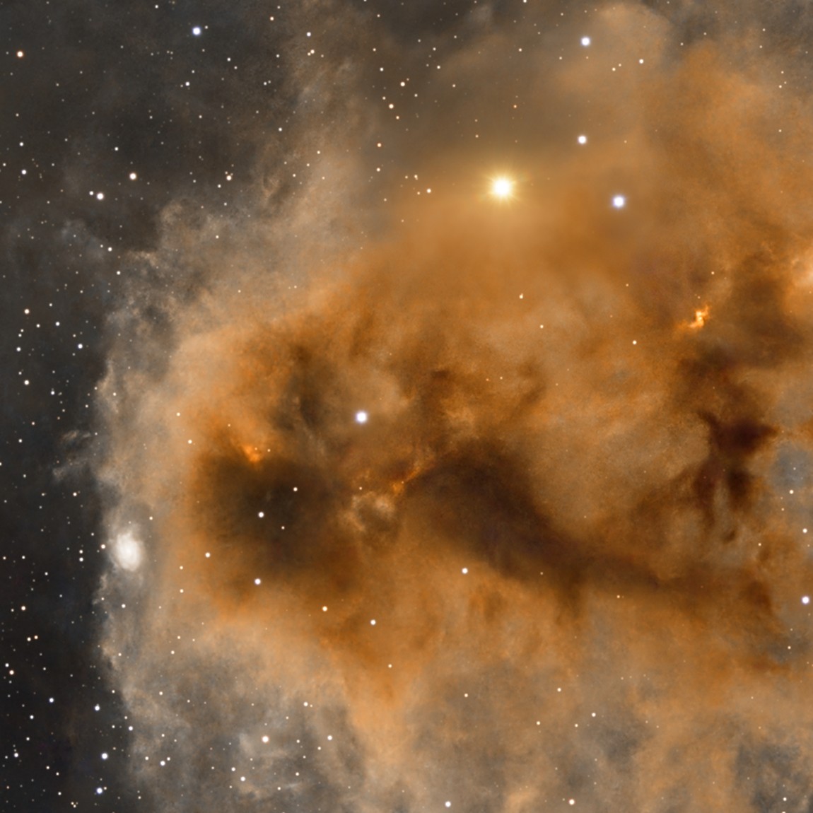 La tête du Poisson : un nœud dense de poussière où de jeunes étoiles s'allument et enflamment le gaz en petites lueurs rouges, les objets de Herbig-Haro.